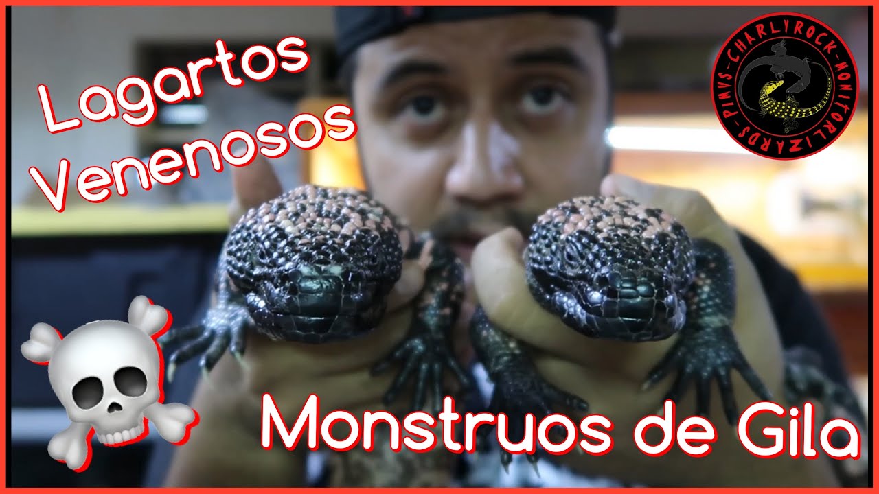 🦎☠️ LLEGARON LOS MONSTRUOS DE GILA AL CANAL 😱😱😱 (MASCOTA VENEN0SA)