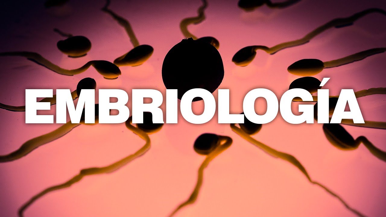¿QUÉ ES LA EMBRIOLOGÍA?