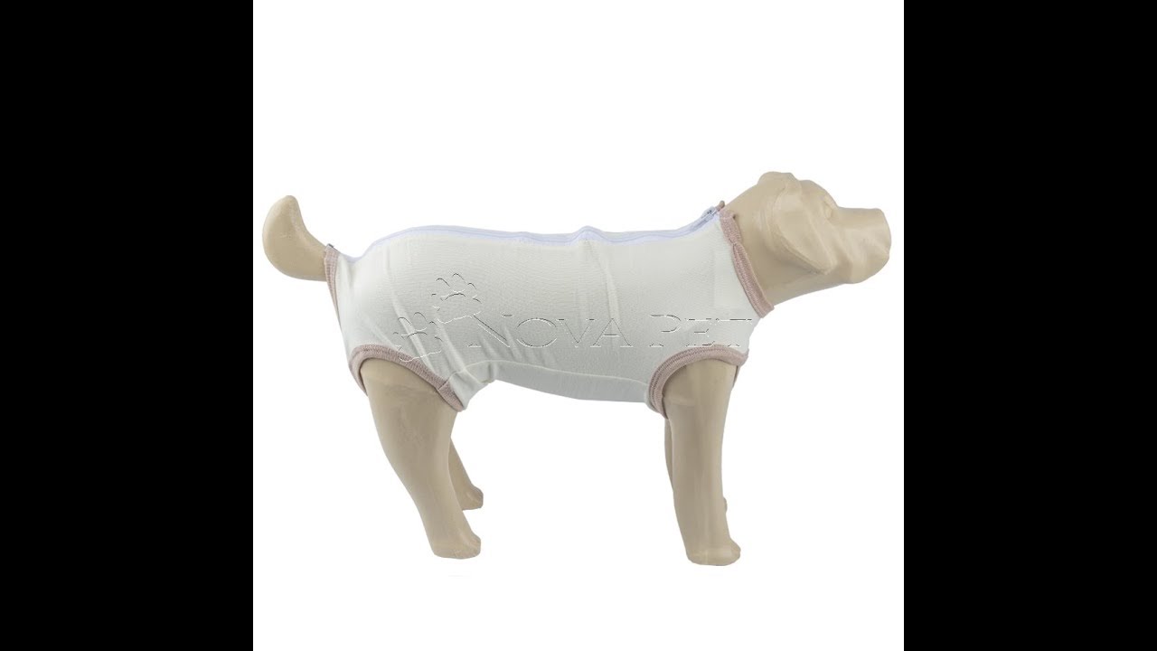 roupa cirúrgica para cães e gatos passo a passo+ Molde para imprimir