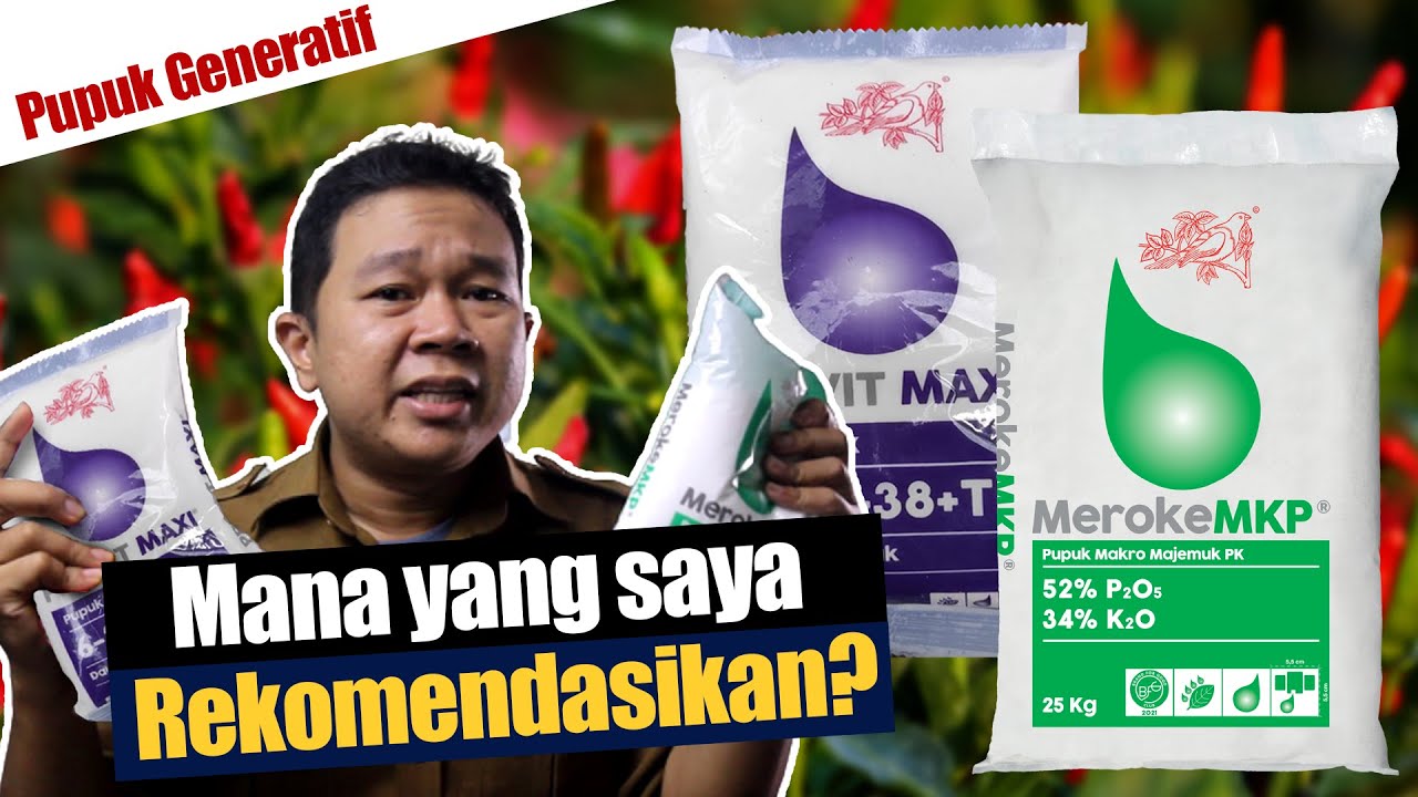 PUPUK FASE GENERATIF AGAR TANAMAN BERBUAH LEBAT, PILIH MKP ATAU NPK PROVIT MAXI.?