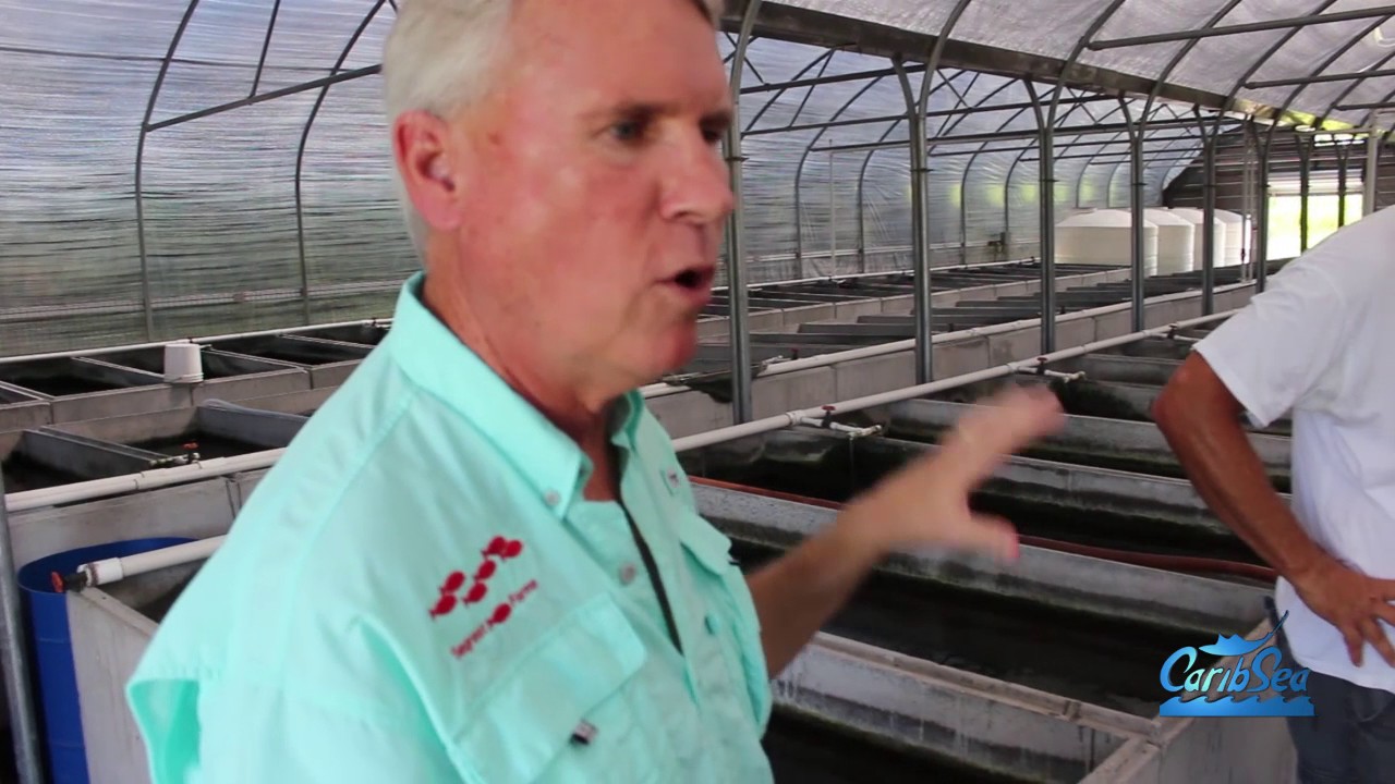 Harvesting/Seining Glo fish with Segrest Farms