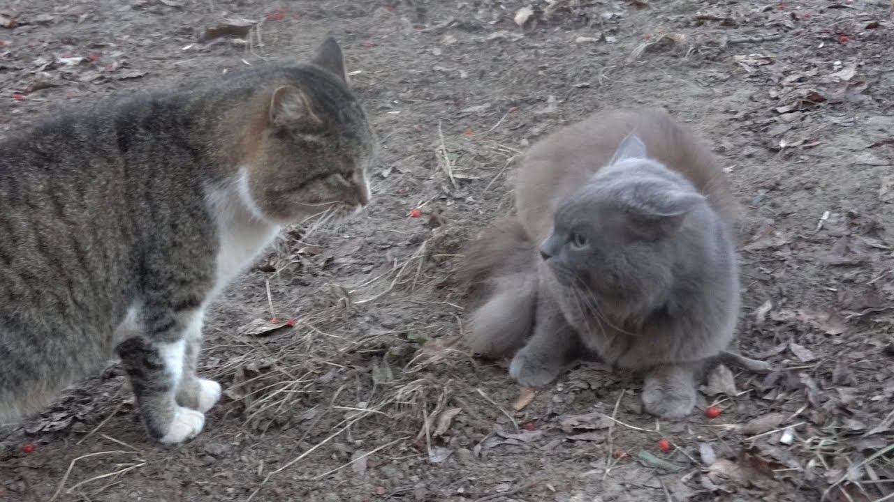 Cats talk but I don't know what they say