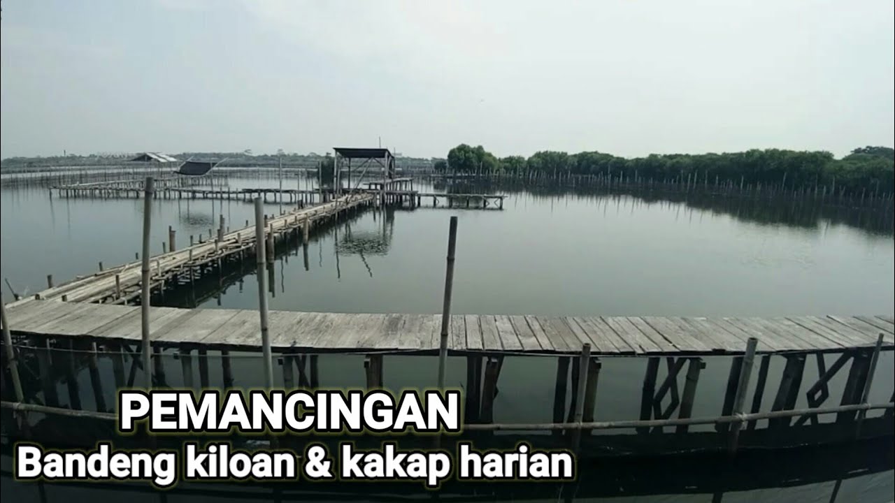 Pemancingan keluarga kiloan bandeng & harian kakap sama kerapu !! Mbah sugeng terkini