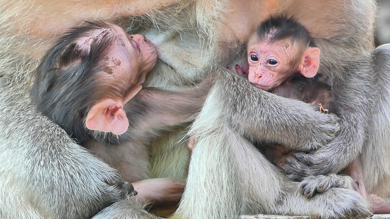 The newborn baby monkey of the old monkey Emila receives full milk and care. Very good
