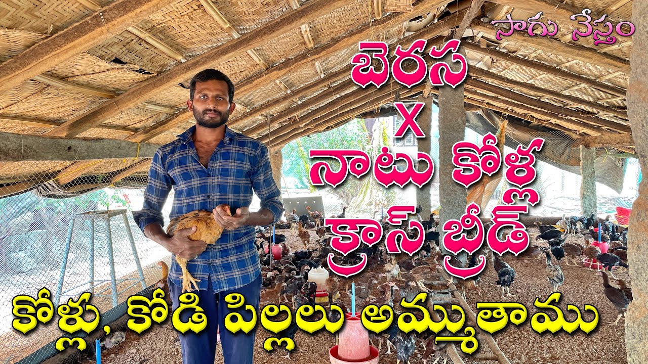 Berasa X Country Chicken Cross Breed | Berasa - Natukolla Cross Breed | బెరస - నాటుకోళ్ల సంకర జాతి |