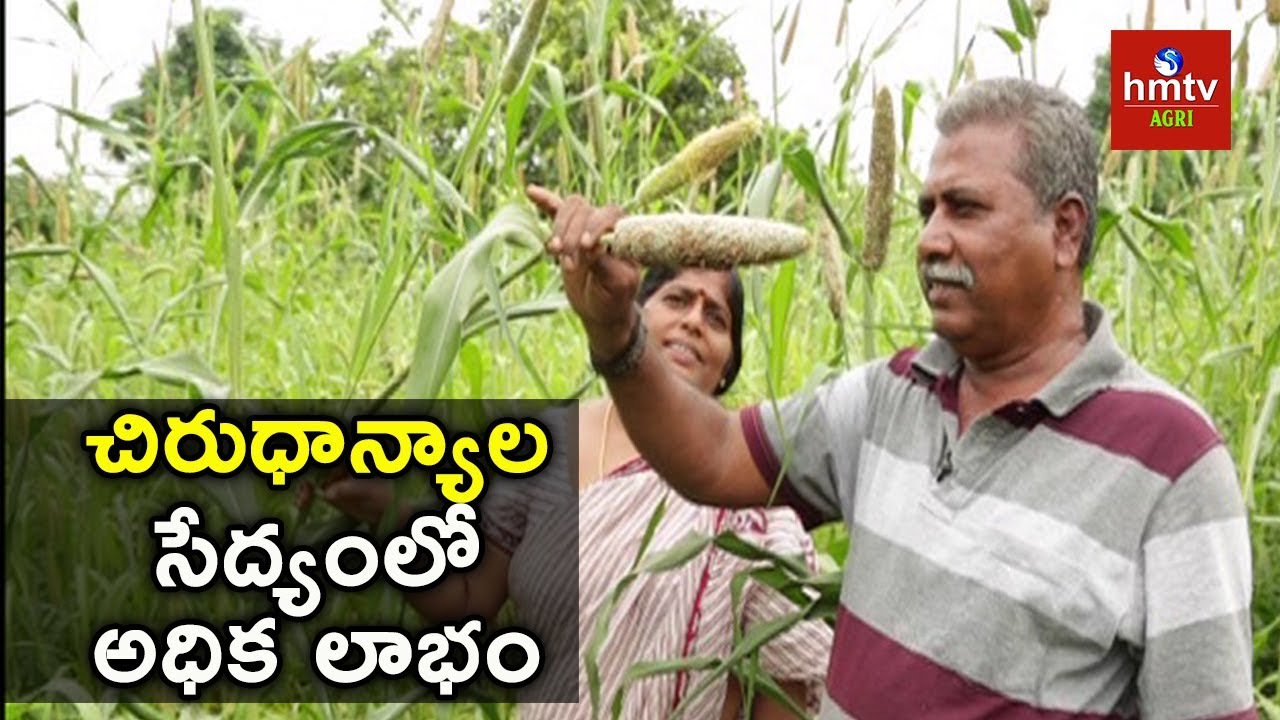 How to earn more in Organic Millet's Cultivation | Narsa Reddy Success Story | hmtv Agri