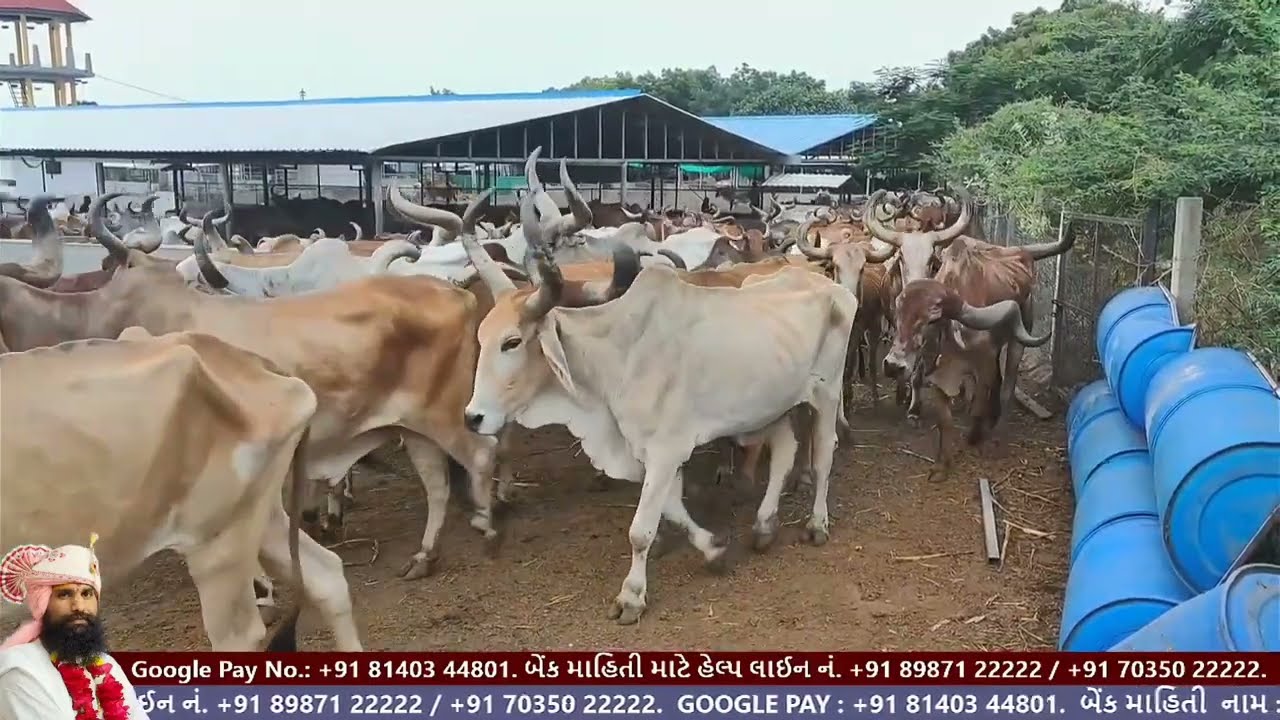બળદ ની વેદના | શું વાંક વૃદ્ધ બળદોનો ? | વક્તા શ્રી જયદેવ શરણજી મહારાજ #jaydevsharan