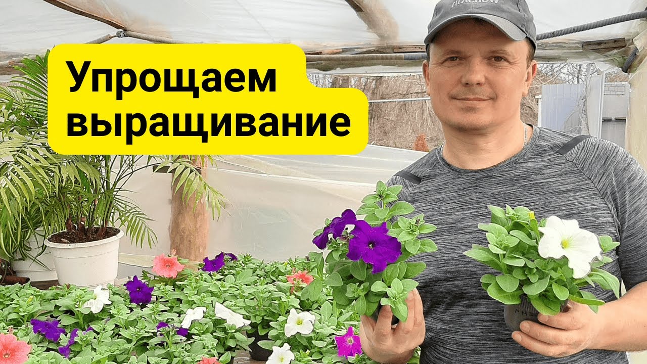 Так петунию выращивать намного проще- пропускаем одну пикировку.!