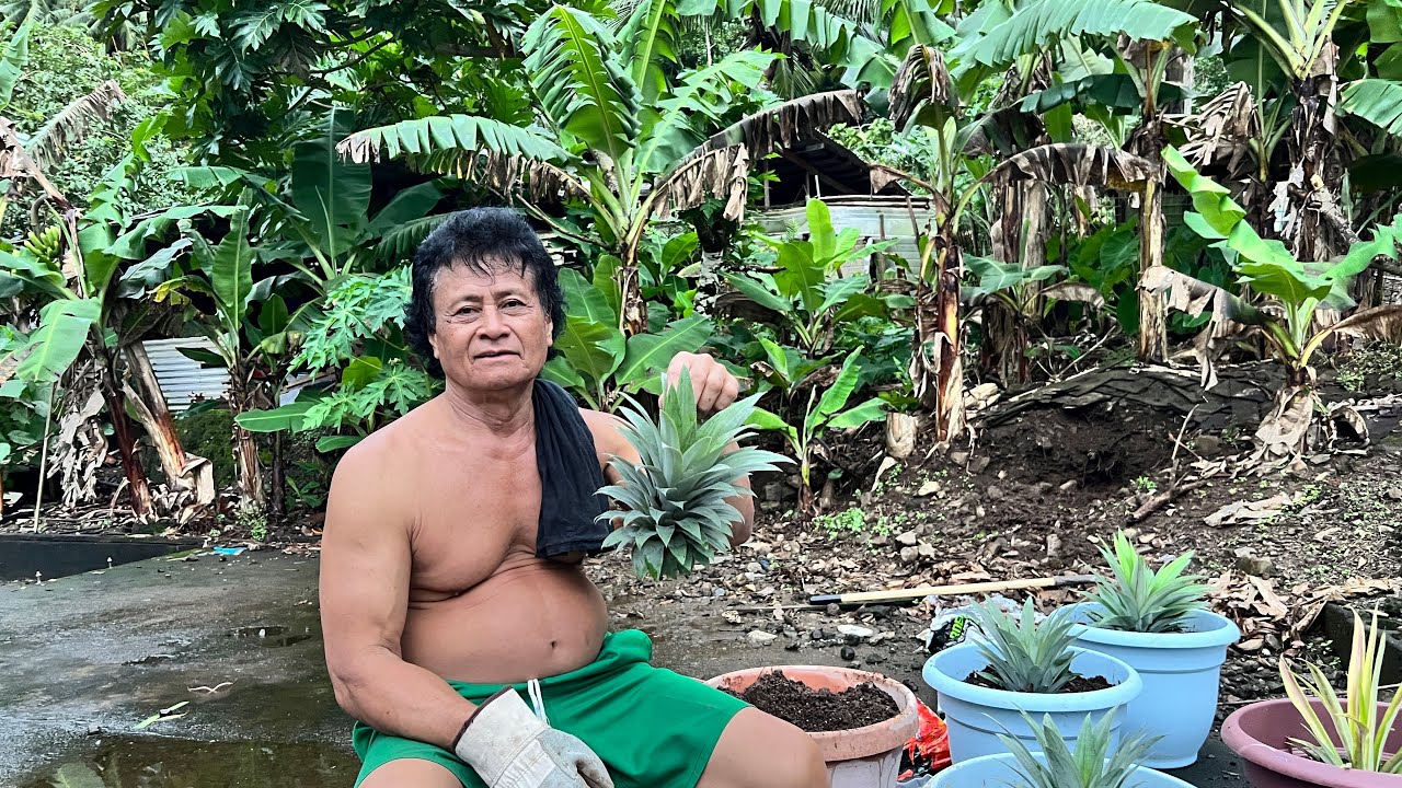 Planting pineapples in the pots because  we  doesn’t have much soil in the land.