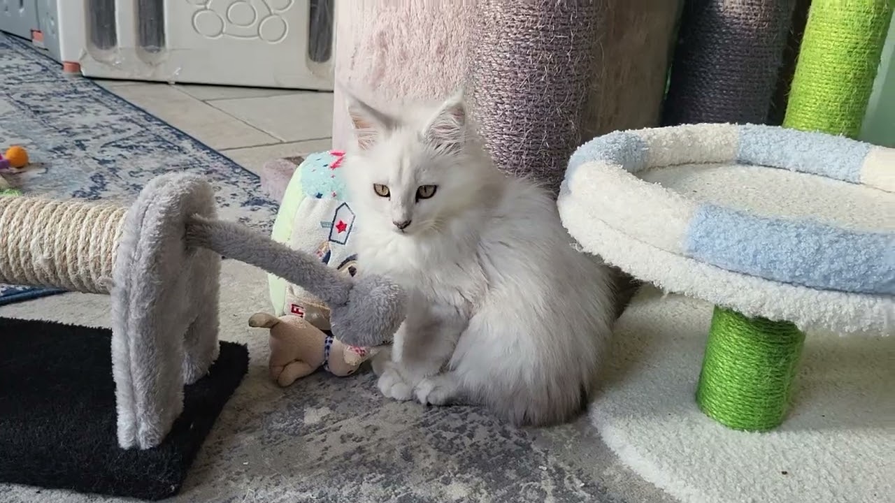 The Maine Coon kittens 