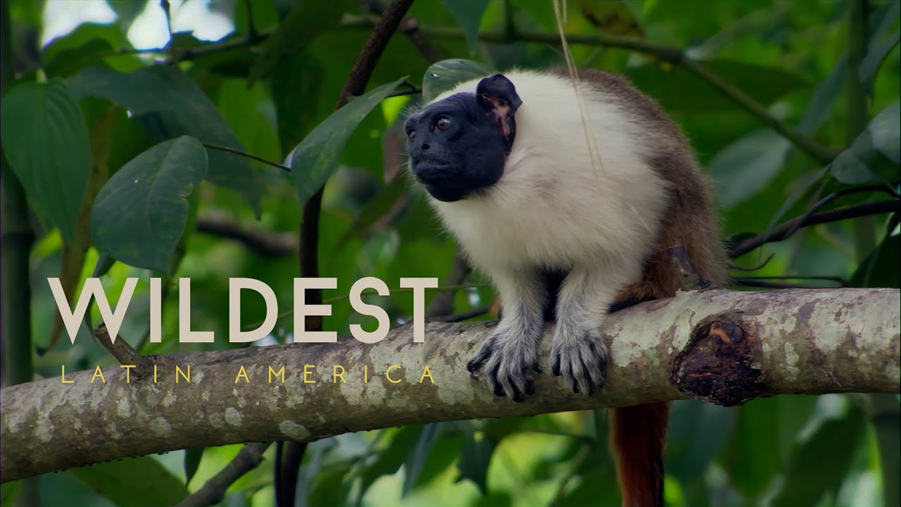 Amazon: One Jungle, Many Worlds 4k