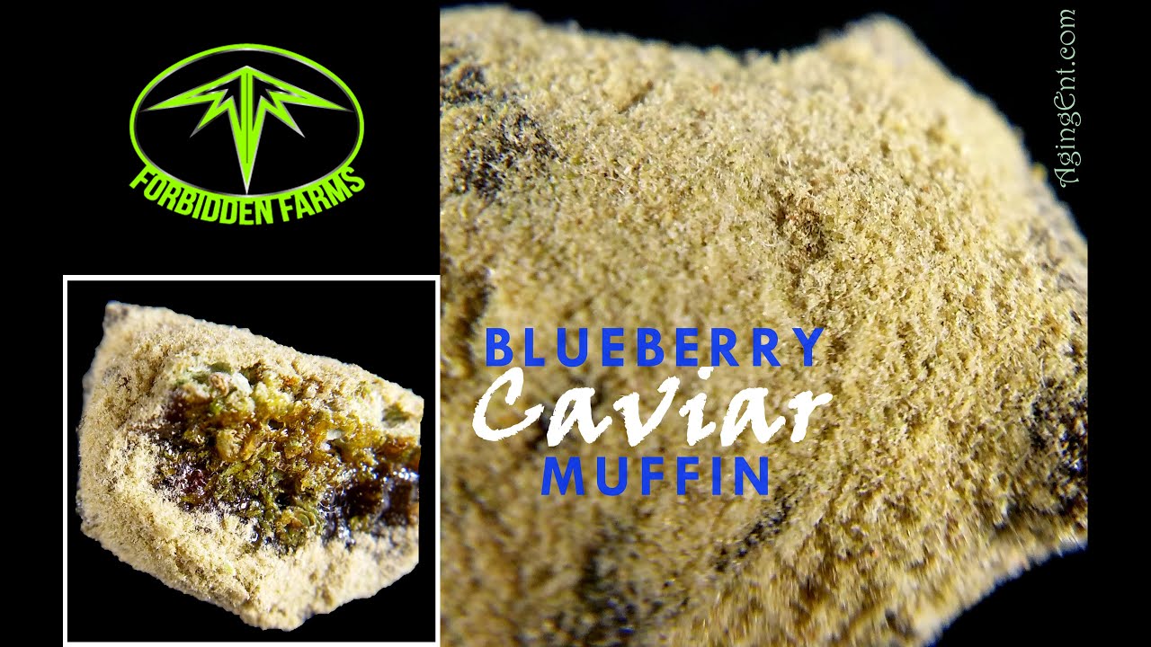 Marijuana Encyclopedia 22 - Forbidden Farms