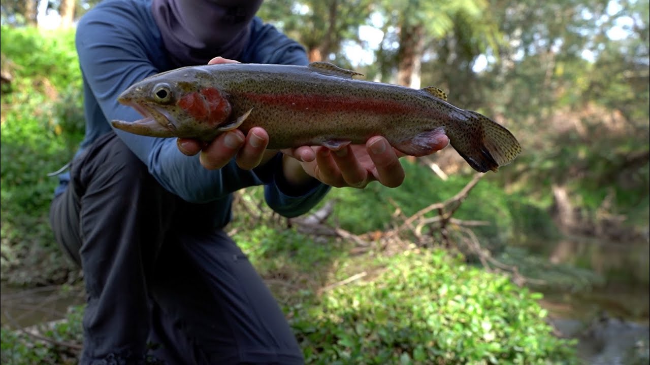 Rainbow Trout in Melbourne Creeks