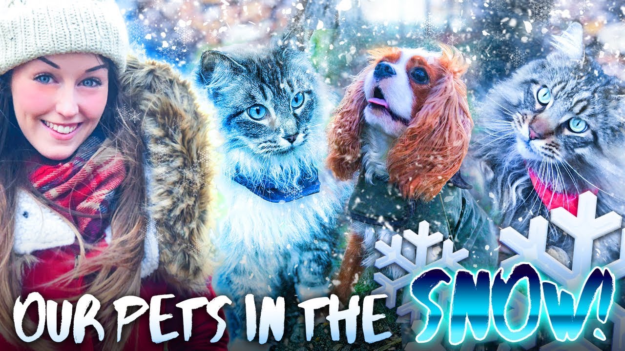 *VLOG!* ❄️TAKING THE PETS OUT IN THE SNOW!❄️ (+ Merch ideas!)