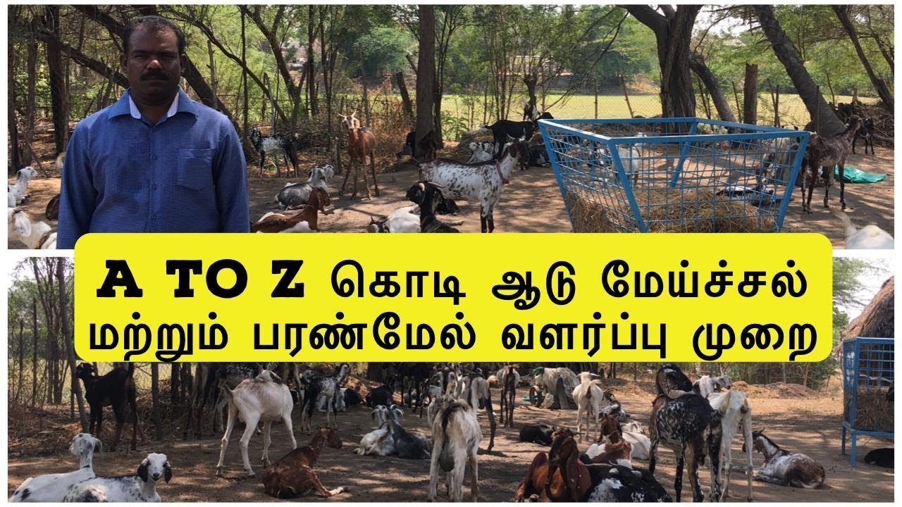 A to Z கொடி ஆடு மேய்ச்சல் மற்றும் பரண்மேல் வளர்ப்பு முறை | Profitable Kodi Goat Farming