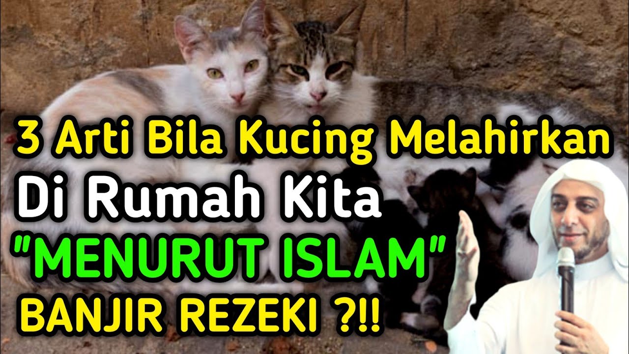 AWAS BISA DAPAT DOSA BESAR !! Inilah Artinya Jika Kucing Melahirkan Dirumah Kita Menurut Islam