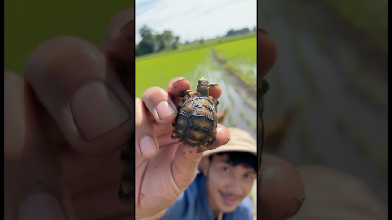 Finding a adorable baby tortoise #tortoise #fishing #babytortoise #ai #baby