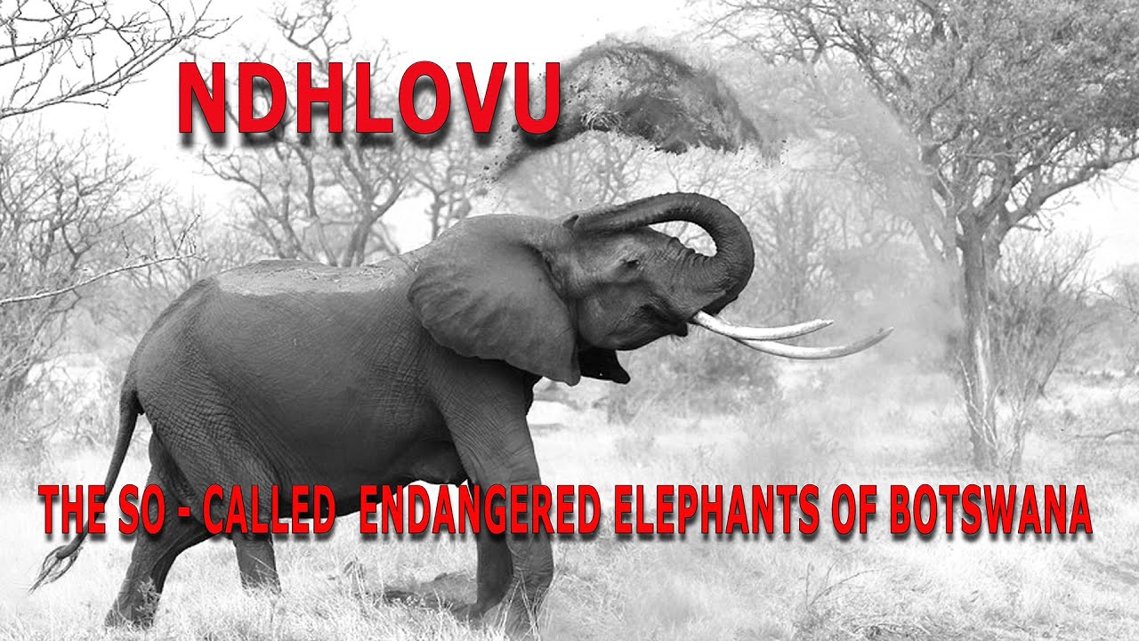 NDHLOVU Elephants of Botswana  Episode 3