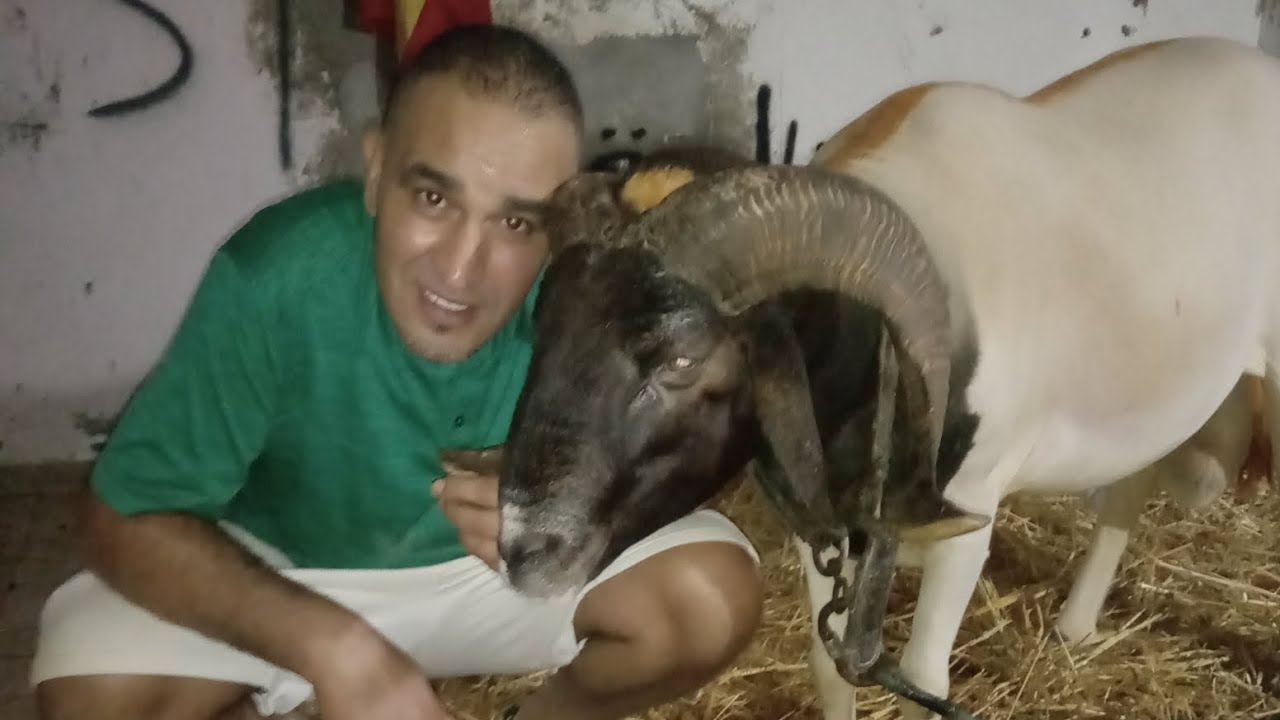 المجرم ضد البكستاني القوة تتكلم ؤ🏆حوار حول نهائي بطولة تونس 🇹🇳🏆 X