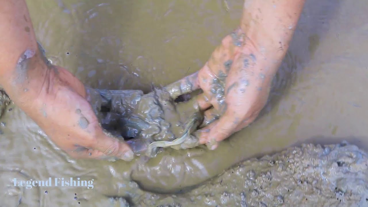 Best Hand Fishing - Many Catfish Fishing by Hand From Muddy Water