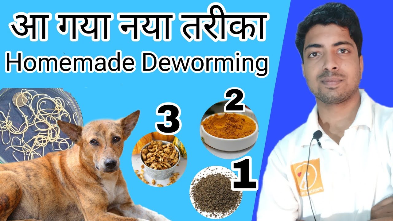 Dog care - Homemade deworming by pomtoy anurag