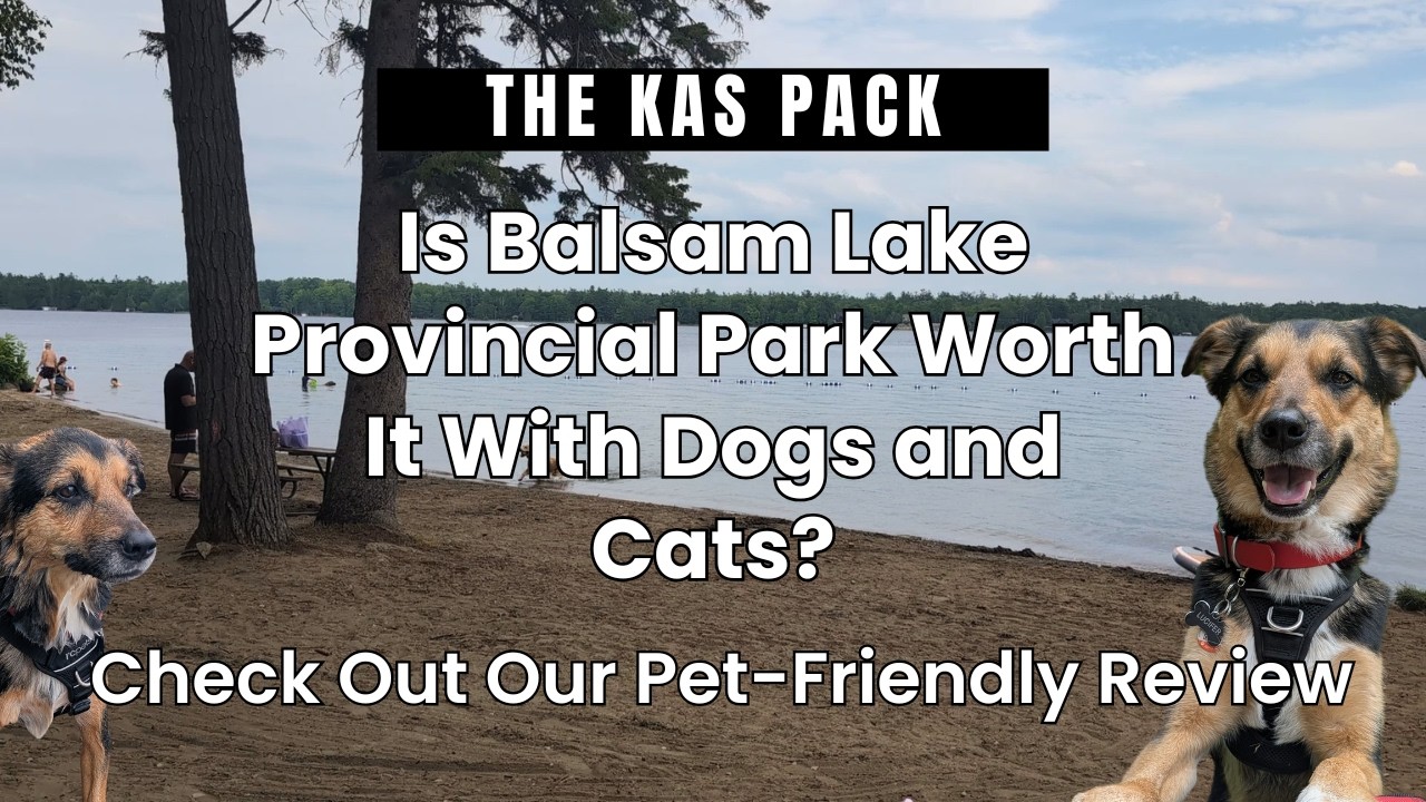 Is Balsam Lake Provincial Park Worth It With Dogs and Cats? Check Out Our Pet-Friendly Review