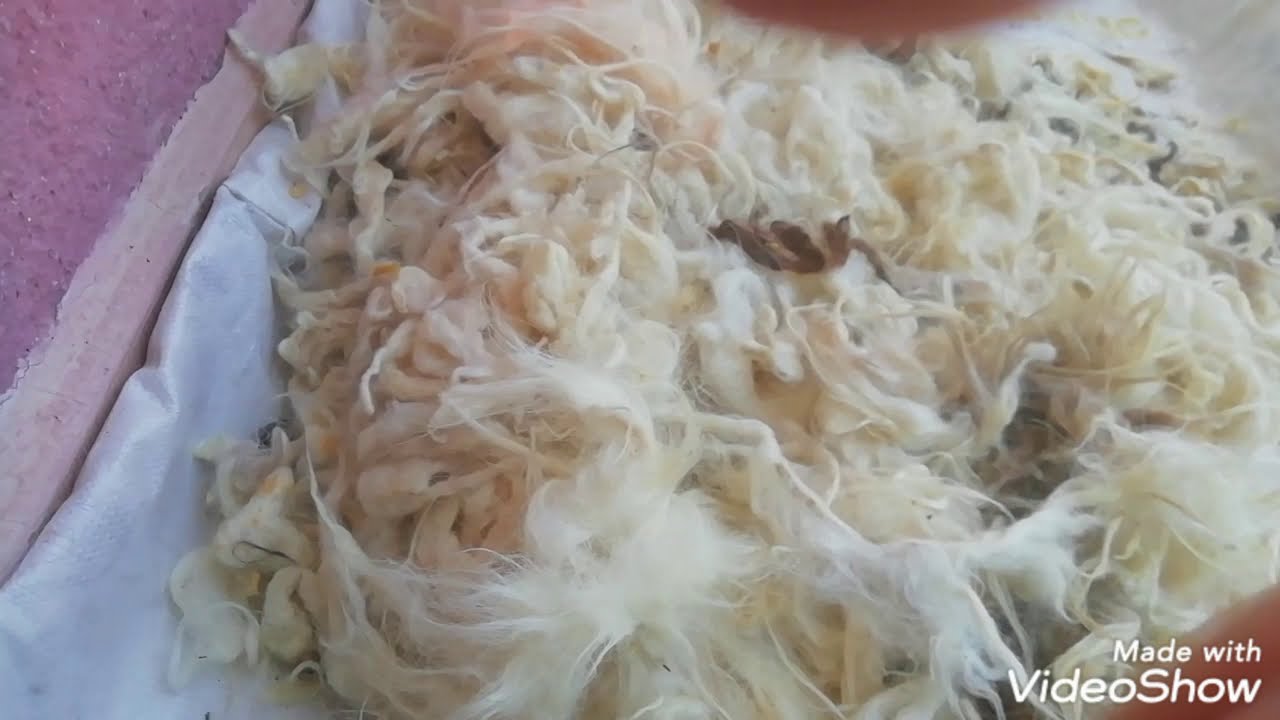 YÜN NASIL YIKANIR?YASTIK YORGAN YÜNLERİ /LEĞENDE YIKAMAYA MUSAHİT  DEĞİLSENİZ ?ÇAMAŞIR MAKİNASINDA!