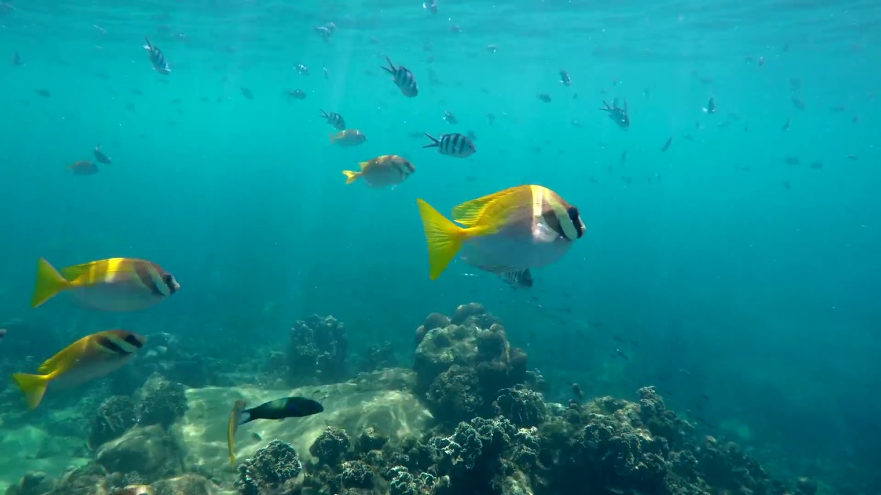 Koh Tao Thailand 2017 Snorkeling GoPro Hero 4 Black 4K