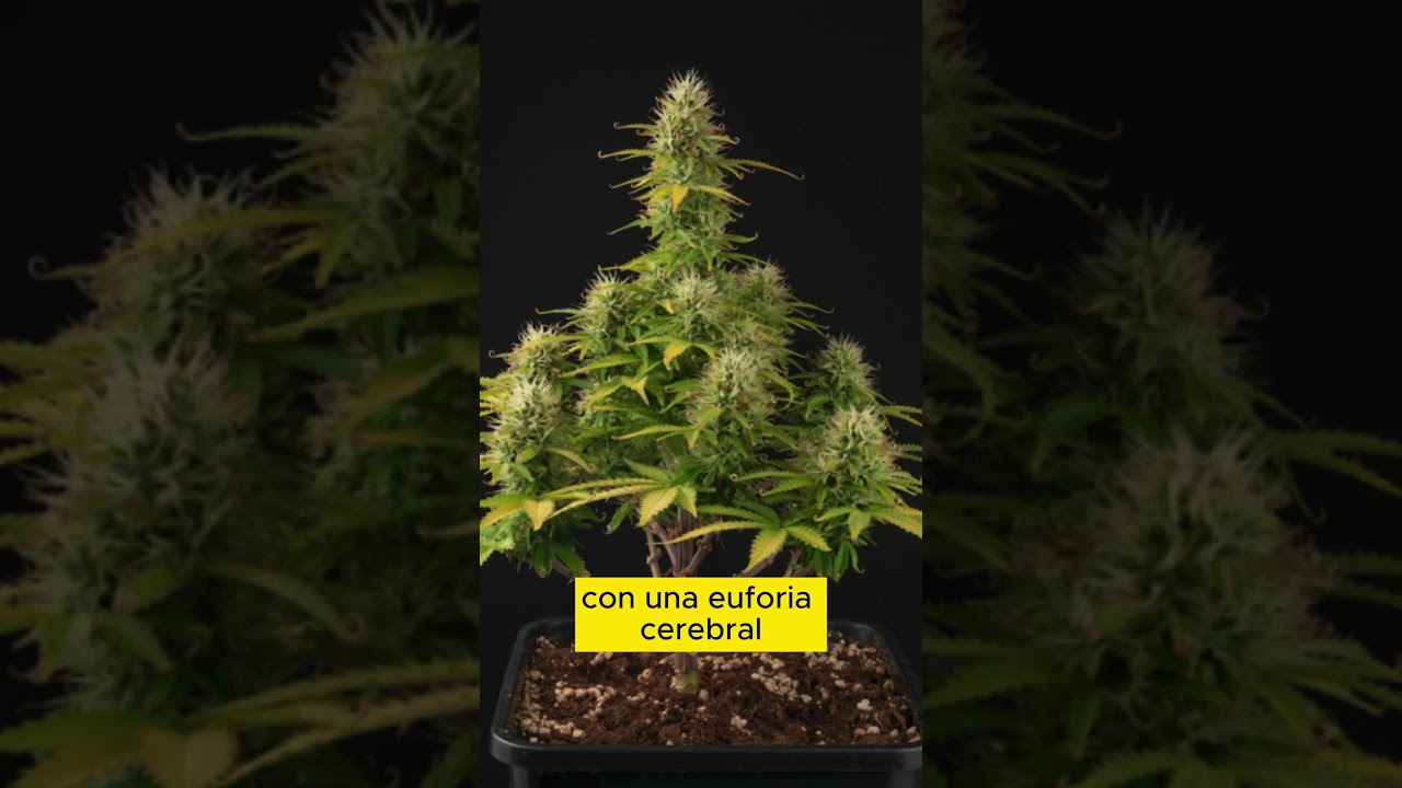 TOP 3 MEJORES GENETICAS DE MARIHUANA