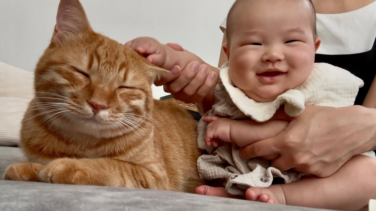 猫に興味津々な赤ちゃんが初めて撫でたらこうなりました