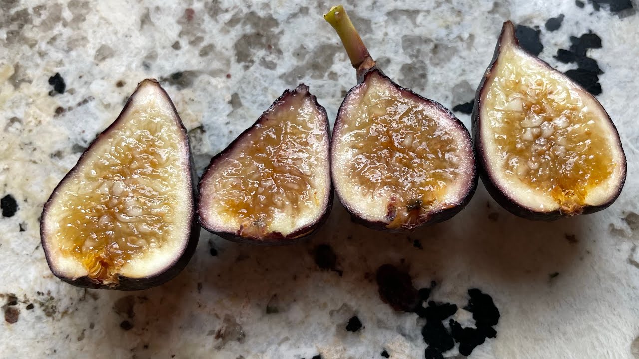 Zaffiro fig tasting 2022 - is maple syrup a common flavor component in figs?