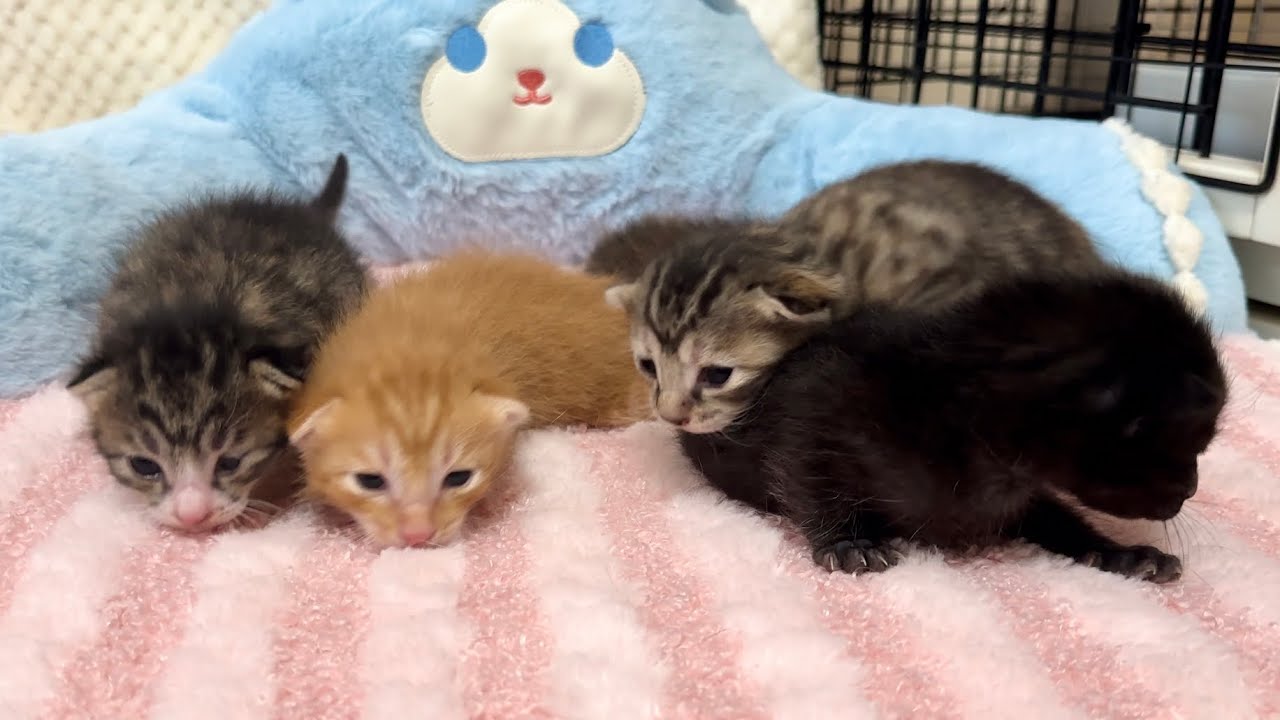 生後12日 クンクンと興味津々！ちょっぴりお散歩に出た赤ちゃん猫【ラプ保護物語#18】Baby cat with a little walk.