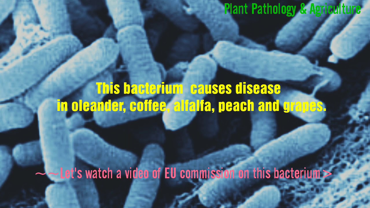Xylella fastidiosa~one of the most dangerous bacterium for the plants