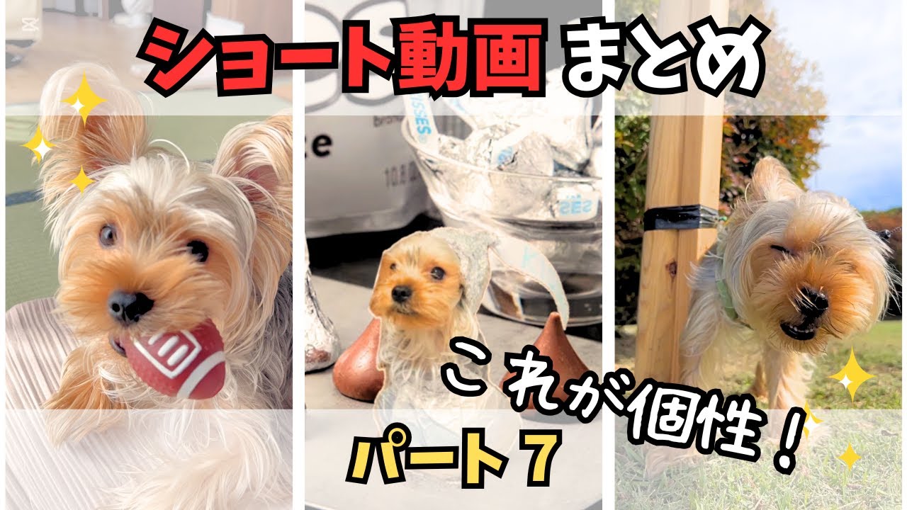 【ヨーキー】まだまだ出てくる！懐かしのショート動画まとめ🐾【パート6】