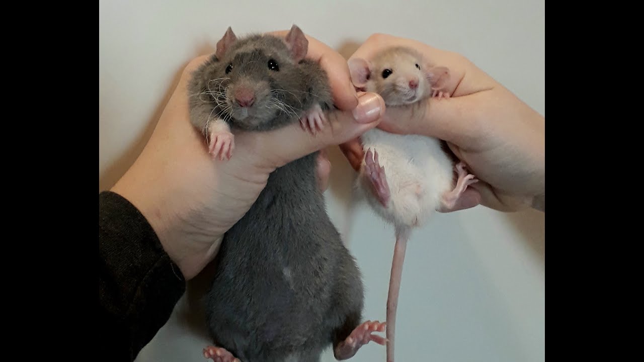 RCIC Generation - I Nostri Ratti, i Vostri Amici SPECIALE 4000 LIKE