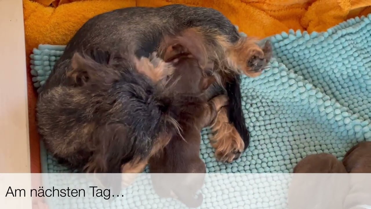 Der K-Wurf - Hummel möchte am liebsten die Mutterschaft übernehmen