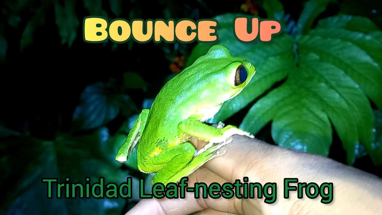 Bounce Up: Trinidad Leaf-nesting Frog (Phyllomedusa trinitatis) #trinidadandtobago #wildlife