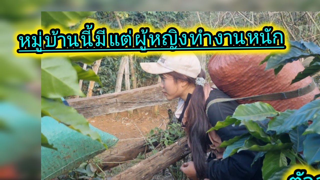 หมู่บ้านนี้มีแต่ผู้หญิงทำงานหนักทุกคน#ชนบทลาวใต้ #สาวลาวใต้ 