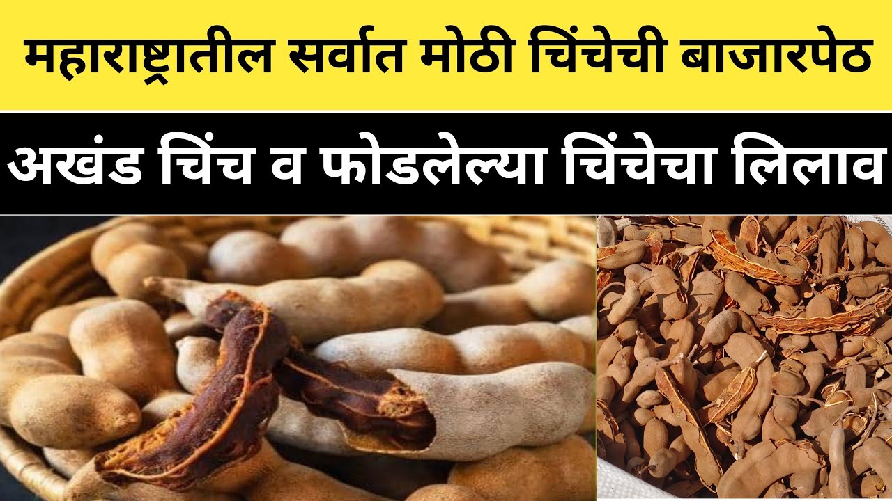 महाराष्ट्रातील सर्वात मोठी चिंचेची बाजारपेठ/ अख्ख्या भारतातून व्यापारी येतायेत चिंच घेण्यासाठी