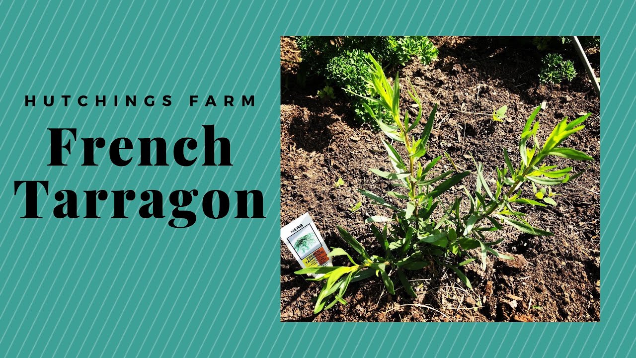 How to grow French Tarragon