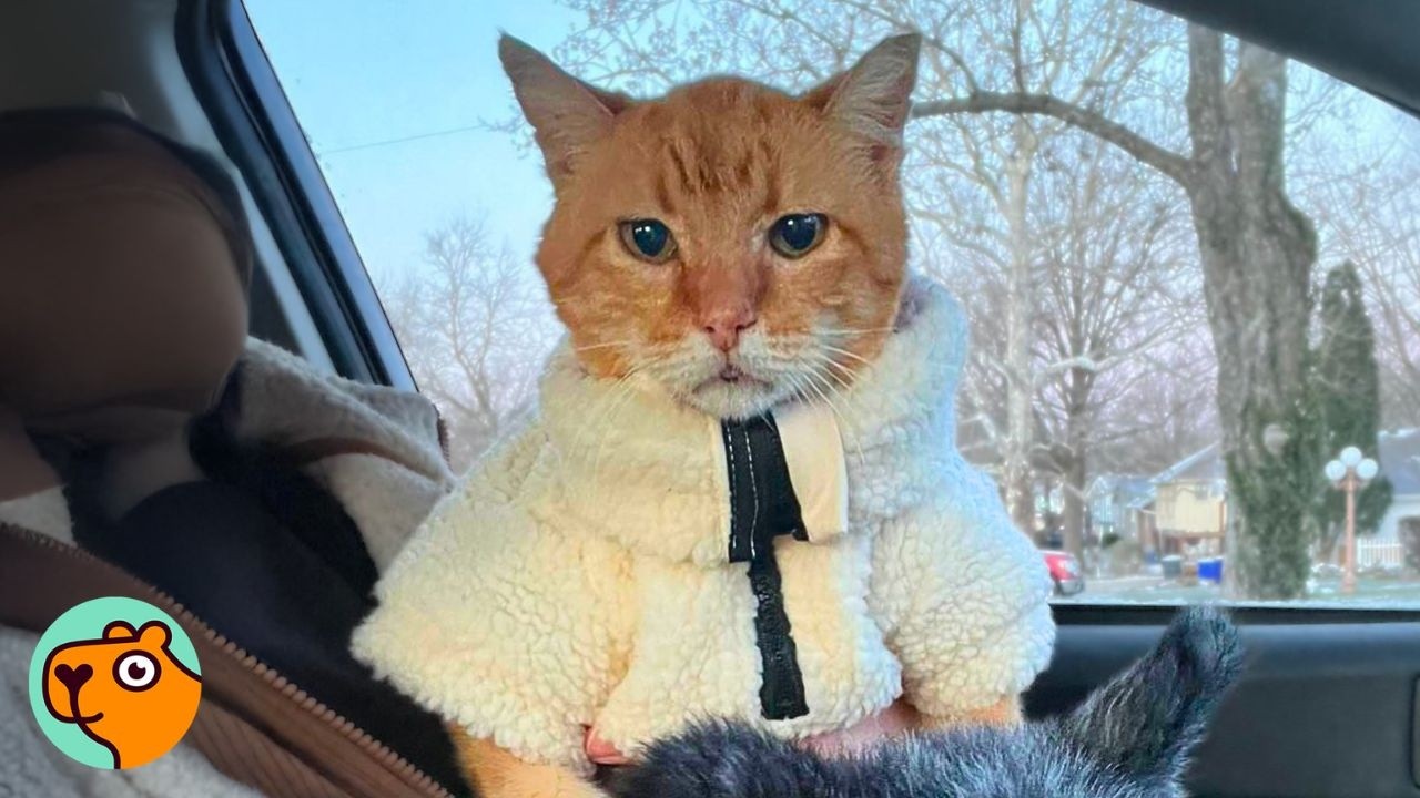 20-Year-Old Cat Ages Backwards And Runs Like A Kitten | Cuddle Buddies