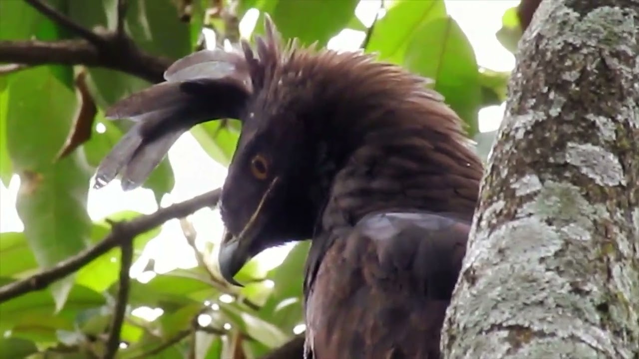 Did  you know the Beauty of the Long-crested Eagle?  Birdwatching in Kenya