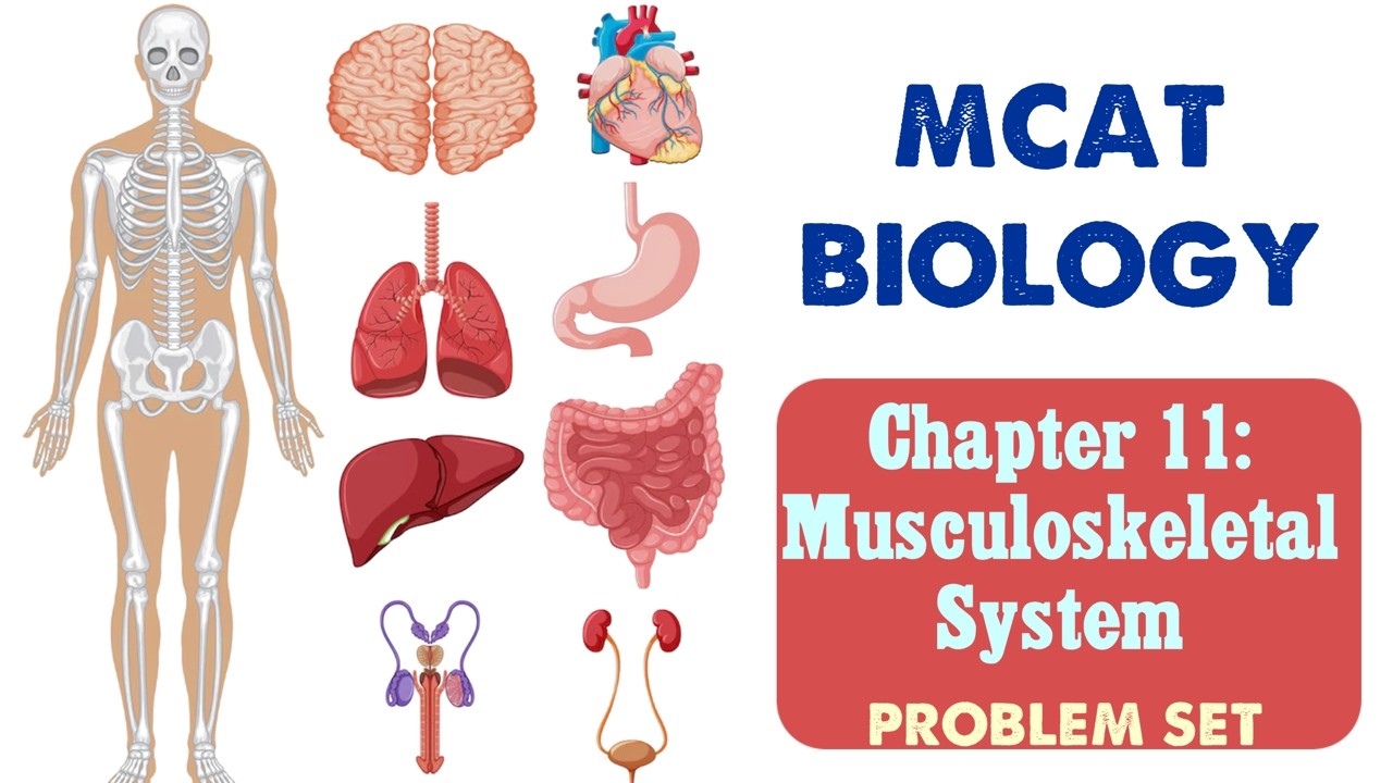MCAT Biology: Chapter 11 - The Musculoskeletal System Problem Set