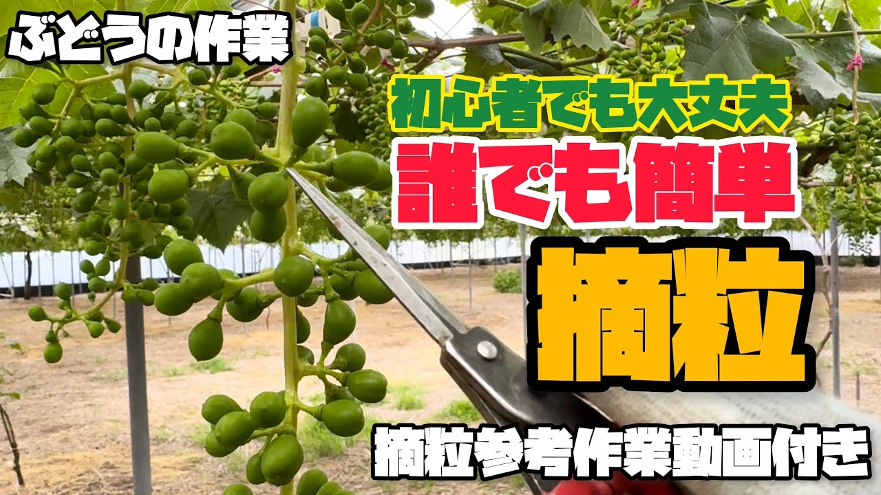 「ぶどうの作業」誰でも簡単！ぶどうの摘粒。シャインマスカットの房作り。