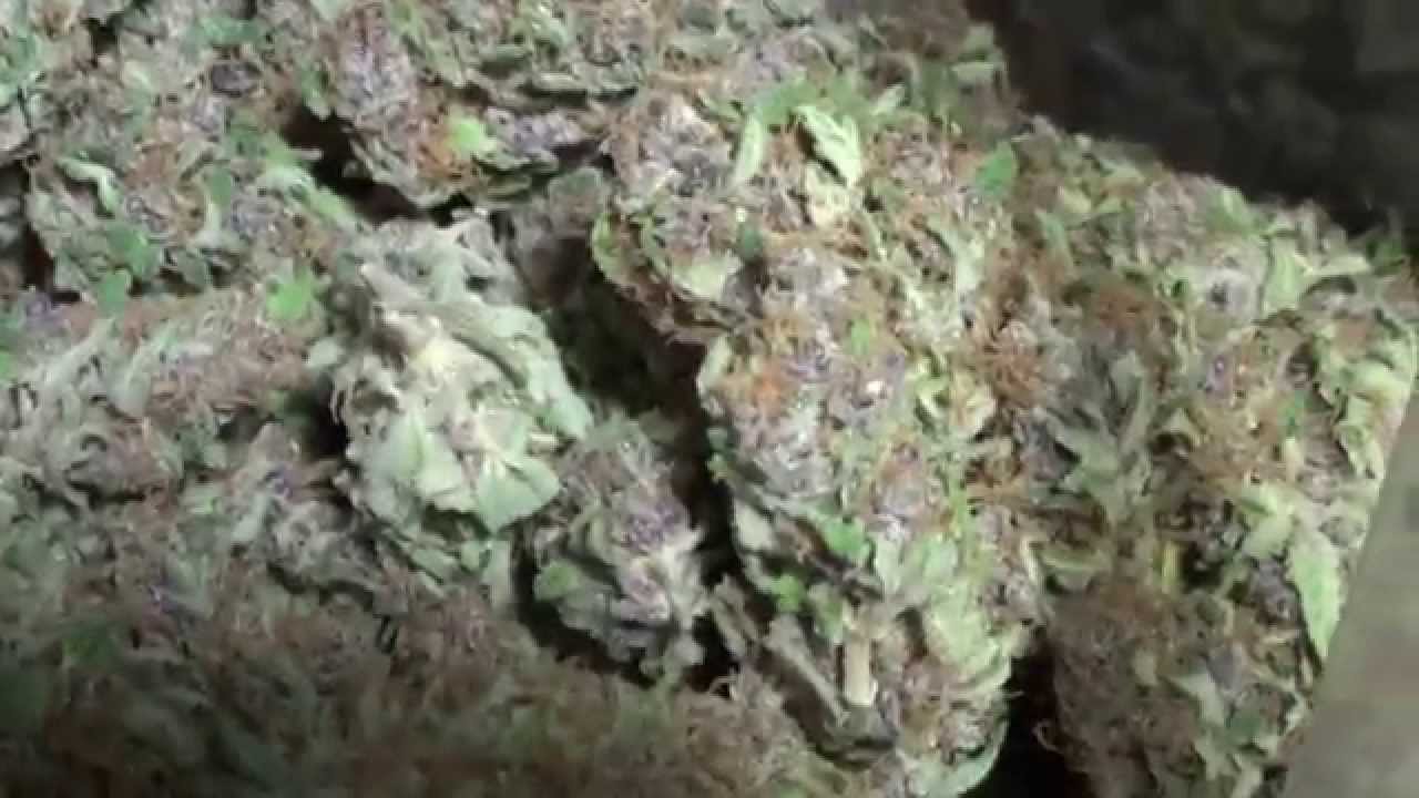 Plushberry (Black Cherry Soda pheno) and Happy Val