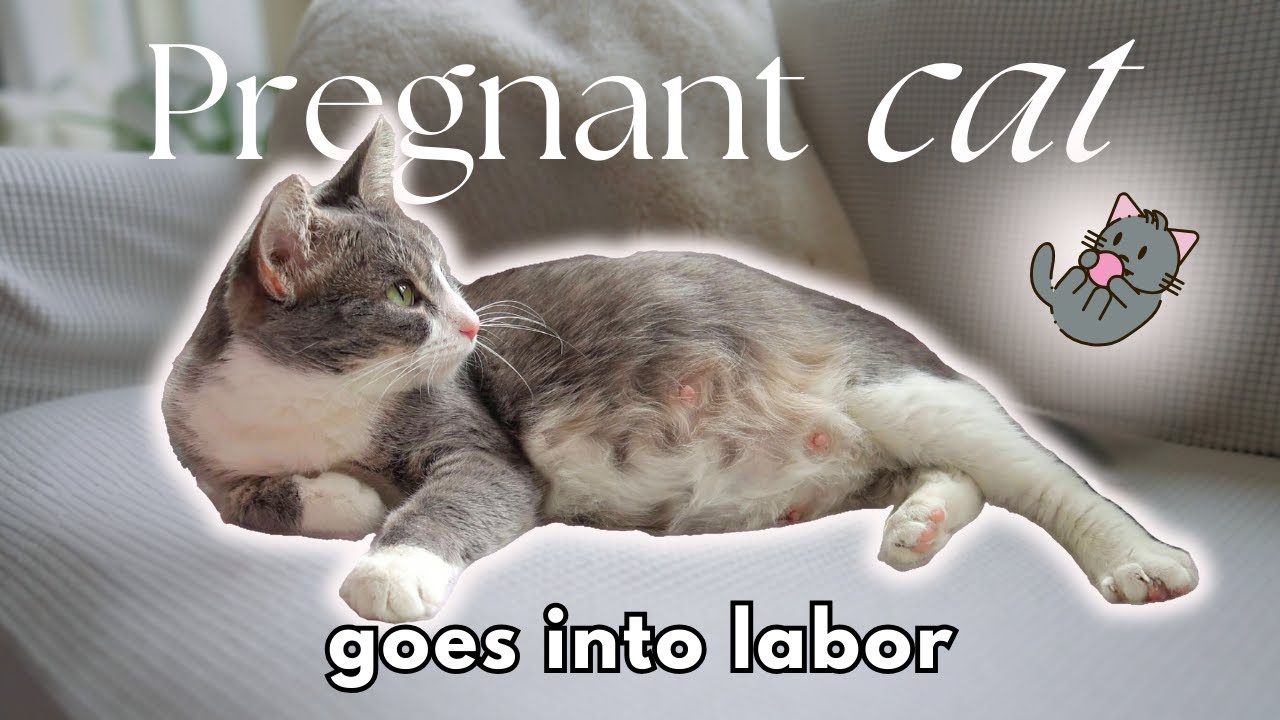 Pregnant Cat Goes Into Labor! 🌸 Part 1 of Lady’s Story