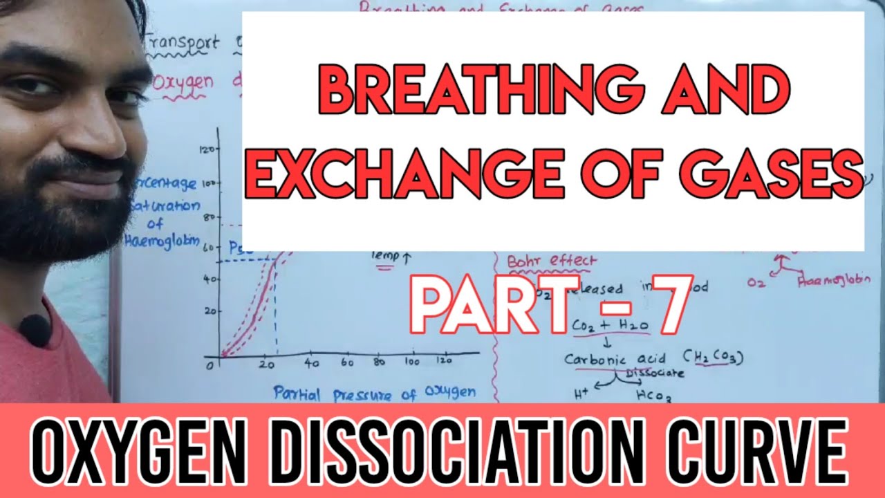 Breathing and Exchange of Gases | Part 7 | Oxygen dissociation curve