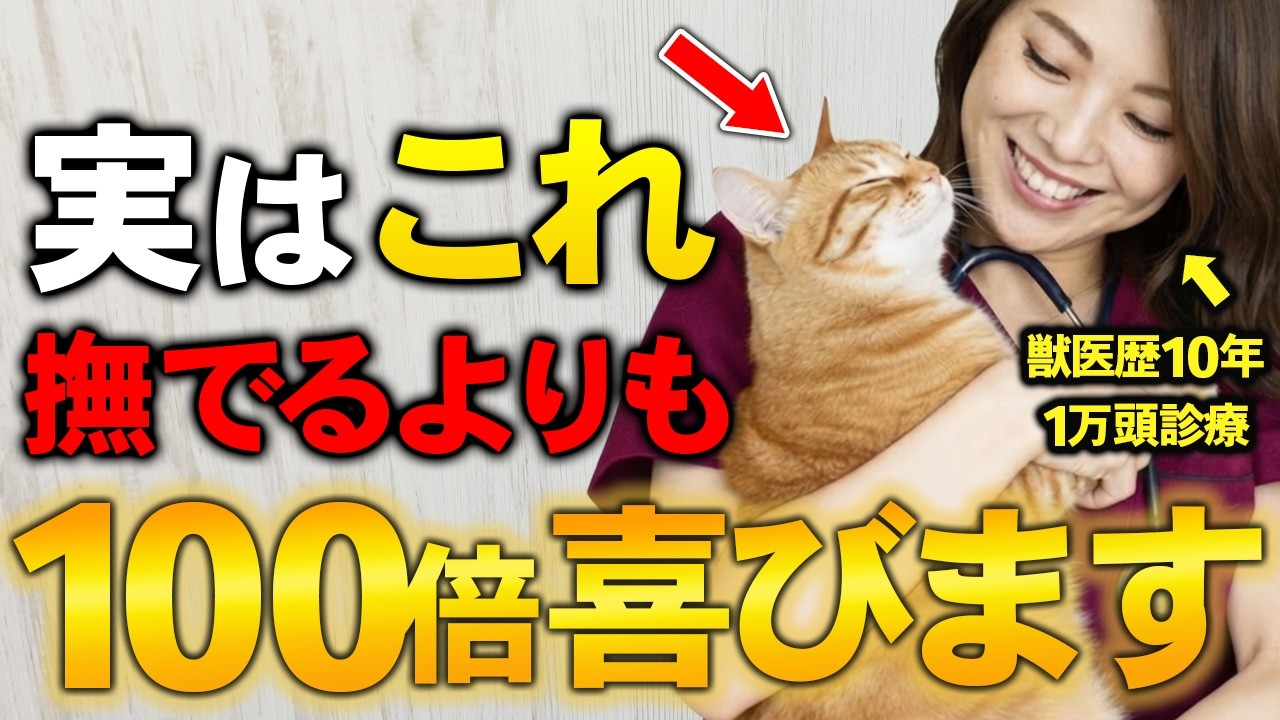 猫が泣くほど幸せを感じる飼い主の行動7選【獣医師が解説】
