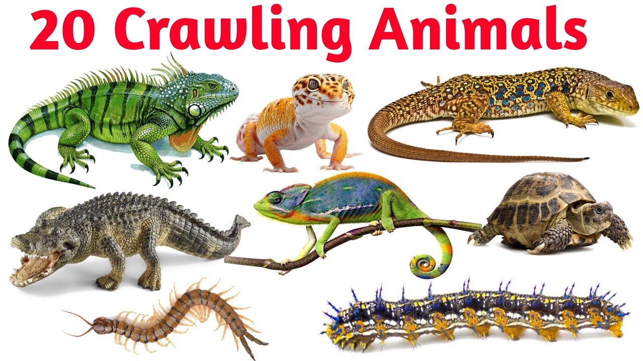 20 रेंगने वाले जानवरों के नाम | Learn Crawling Animals Name in English and Hindi | Educational Video