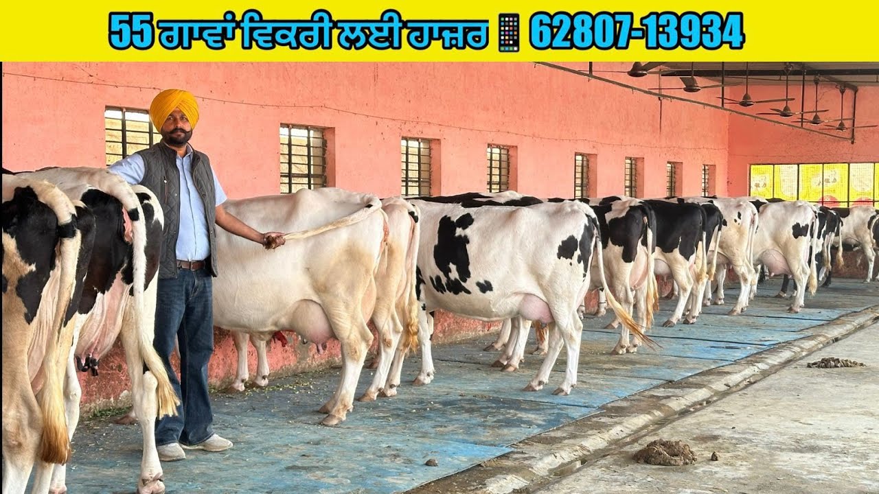 62807-13934, 55 ਗਾਵਾਂ ਵਿਕਾਊ ਛੀਨੀਵਾਲ ਡੇਅਰੀ ਫਾਰਮ ਬਰਨਾਲਾ